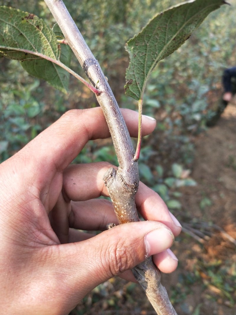 鲁丽苹果树苗基地批发优惠价格
