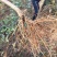 鲁丽苹果树苗基地批发优惠价格