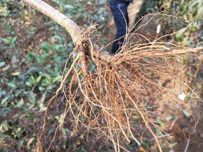鲁丽苹果树苗基地批发优惠价格
