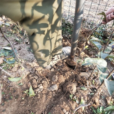 鲁丽苹果树苗基地批发优惠价格