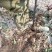 鲁丽苹果树苗基地批发优惠价格