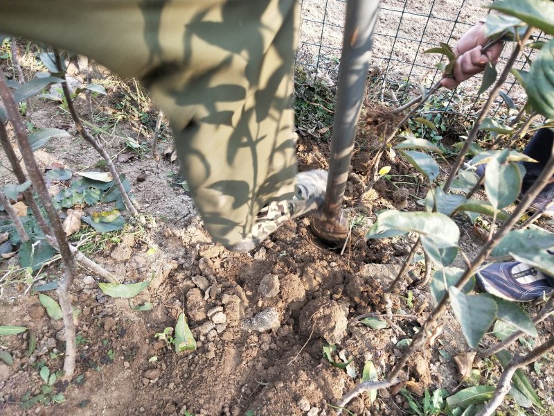 鲁丽苹果树苗基地批发优惠价格