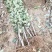 鲁丽苹果树苗基地批发优惠价格