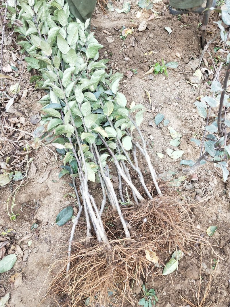 鲁丽苹果树苗基地批发优惠价格