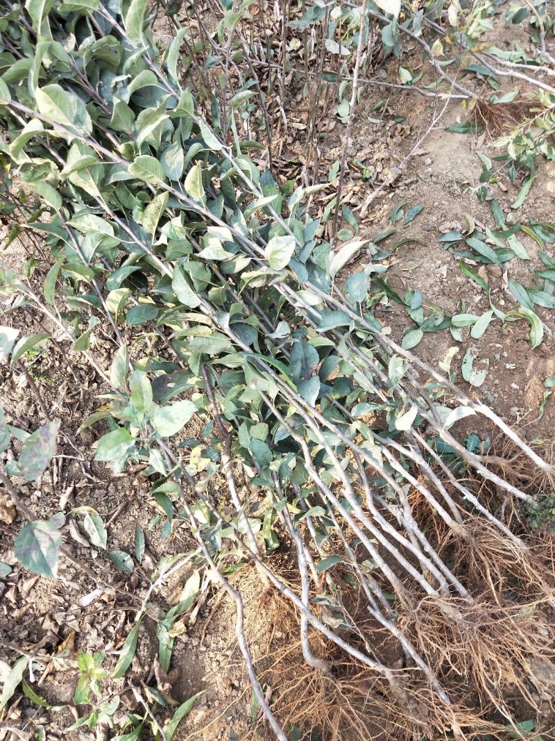 鲁丽苹果树苗基地批发优惠价格