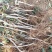 鲁丽苹果树苗基地批发优惠价格