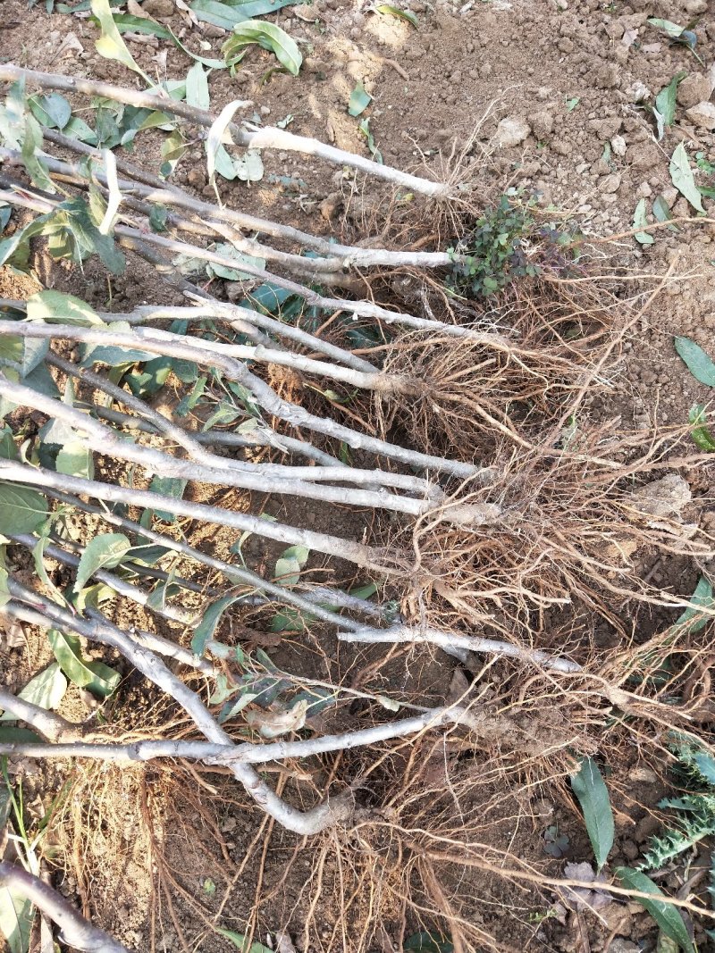 鲁丽苹果树苗基地批发优惠价格