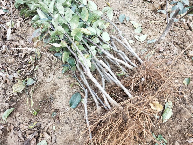 鲁丽苹果树苗基地批发优惠价格