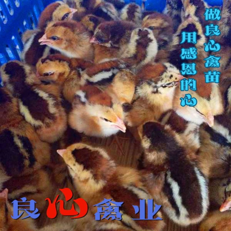厂家直销快大麻鸡苗肉鸡苗蛋鸡苗土鸡苗质量保证