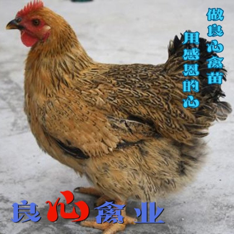厂家直销快大麻鸡苗肉鸡苗蛋鸡苗土鸡苗质量保证