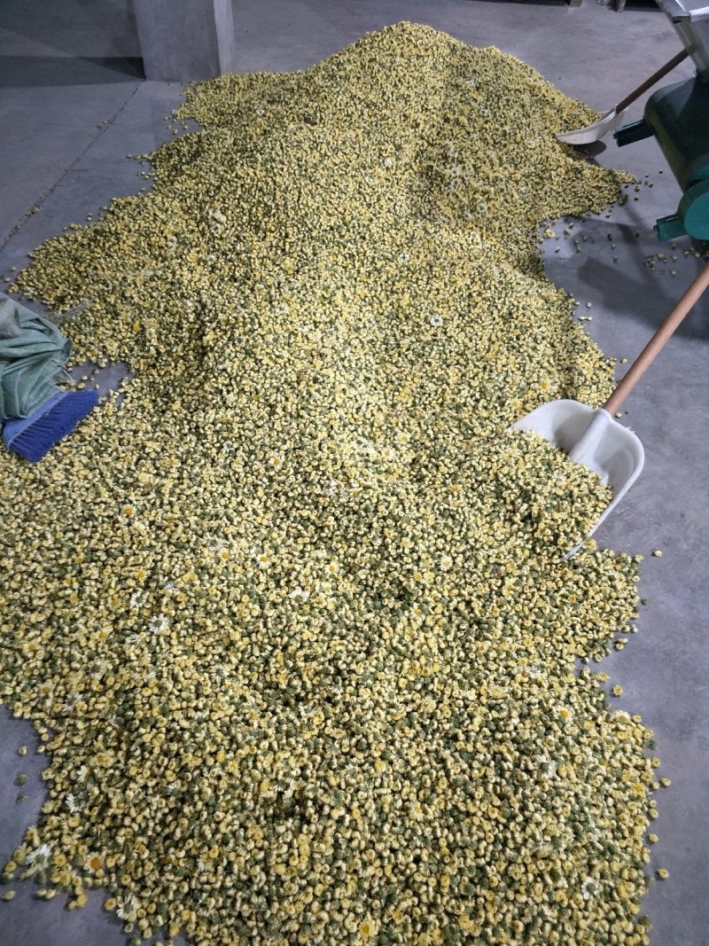 陕西渭南杭白菊