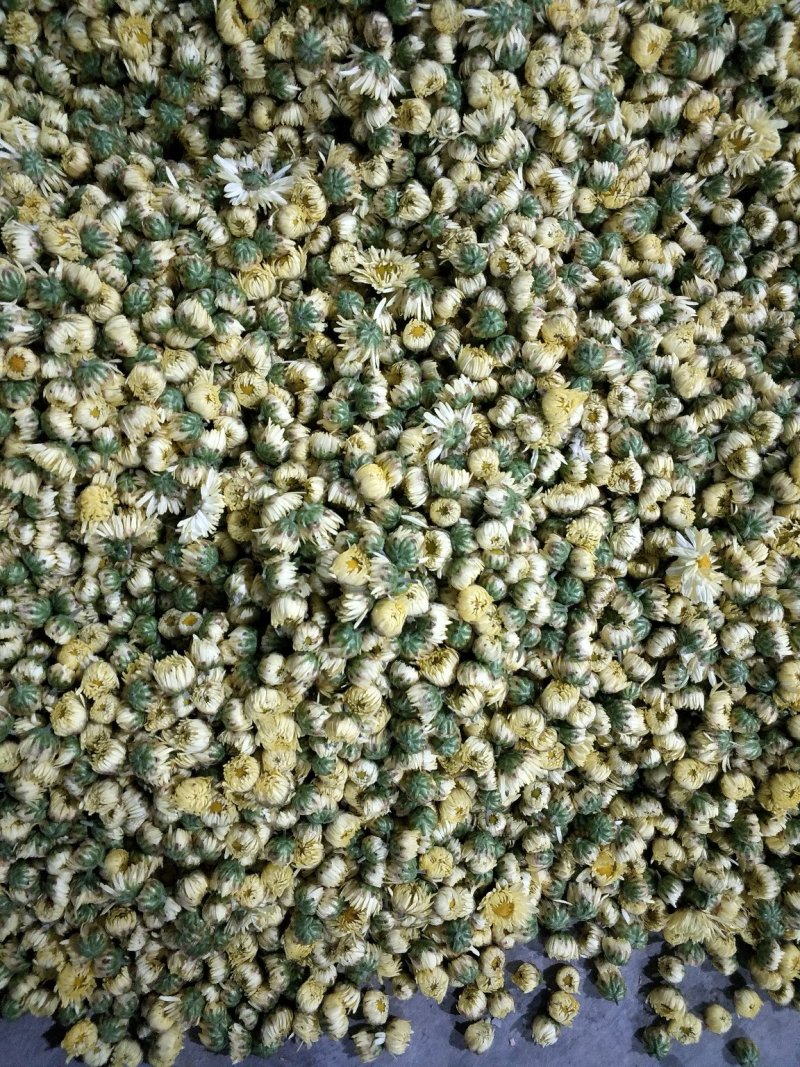 陕西渭南杭白菊
