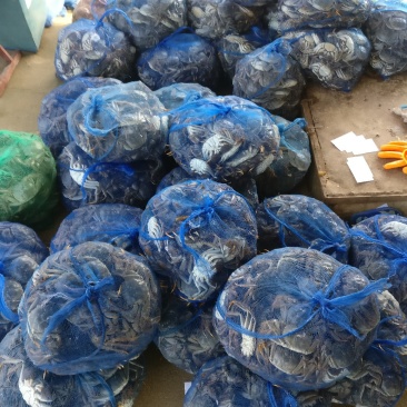 洪泽湖大闸蟹