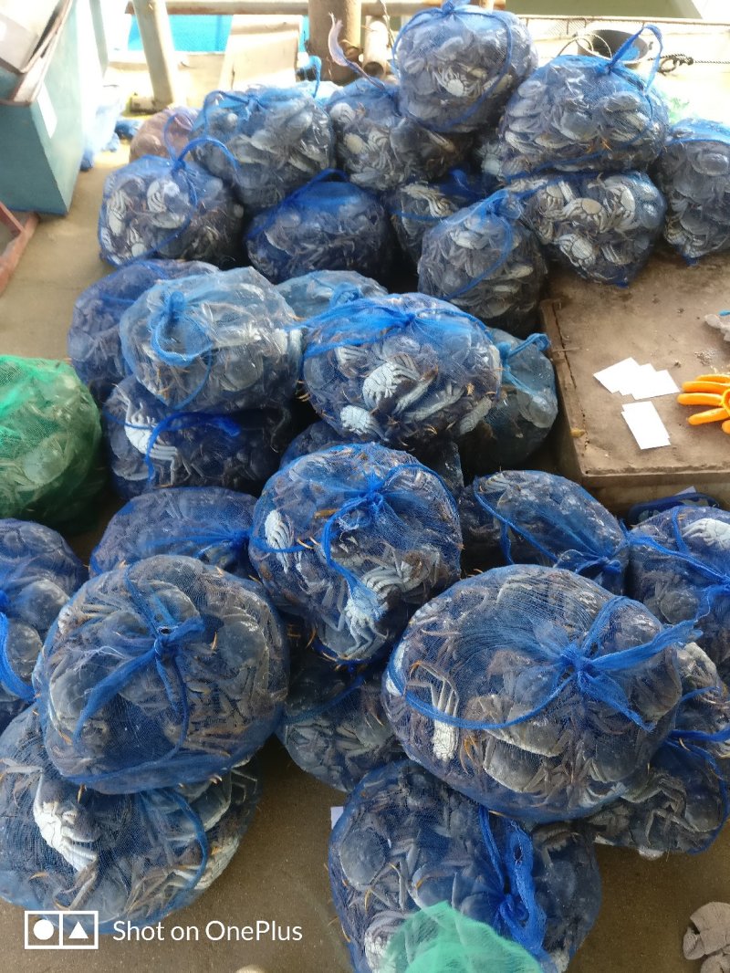 洪泽湖大闸蟹