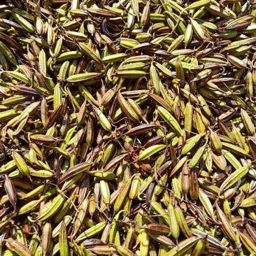 白芨果