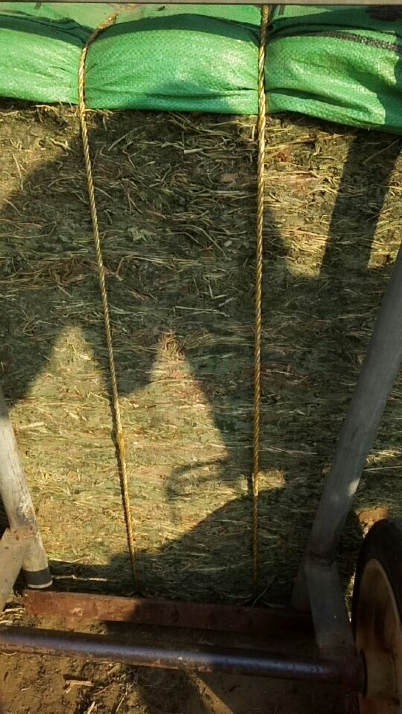 益母草