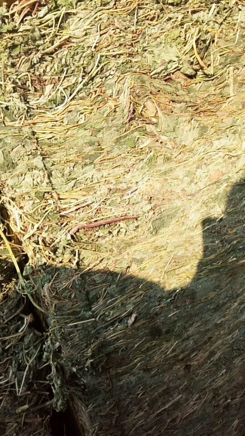 益母草