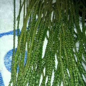伸筋草