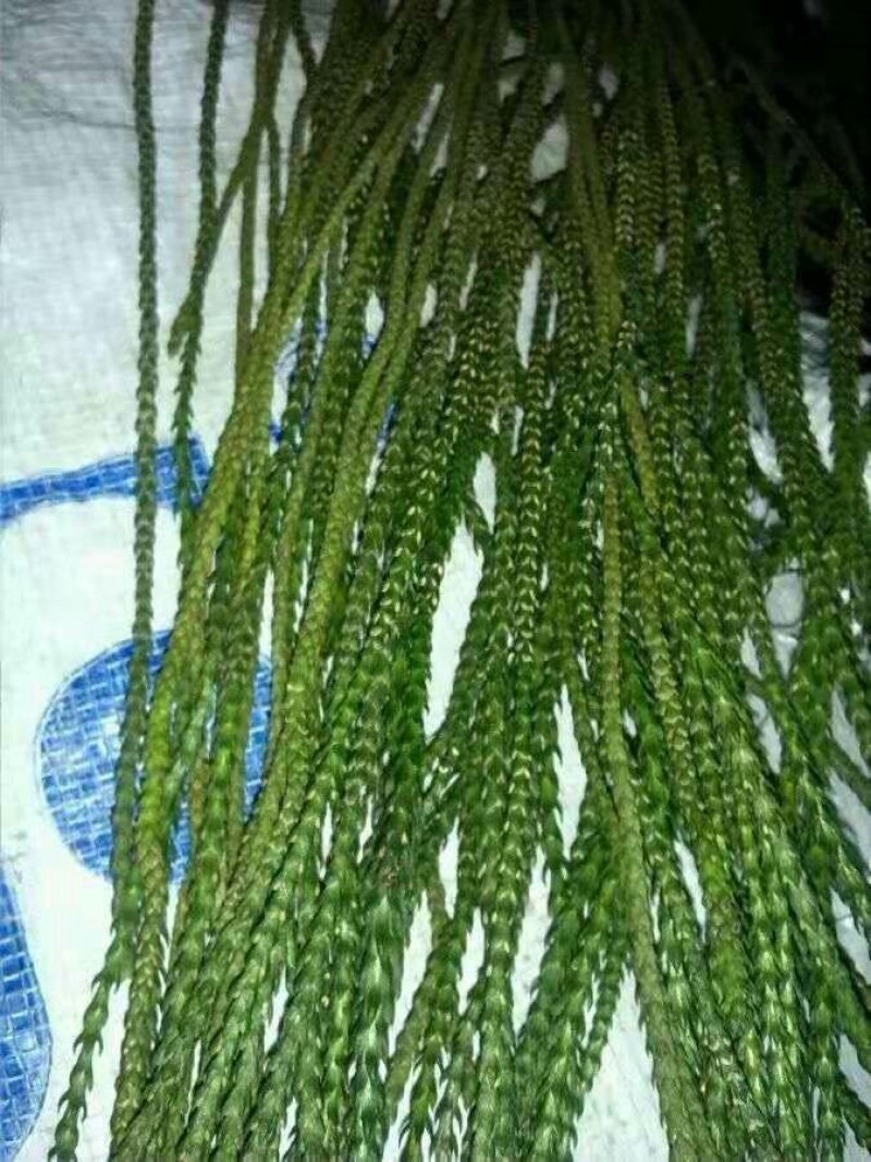 伸筋草