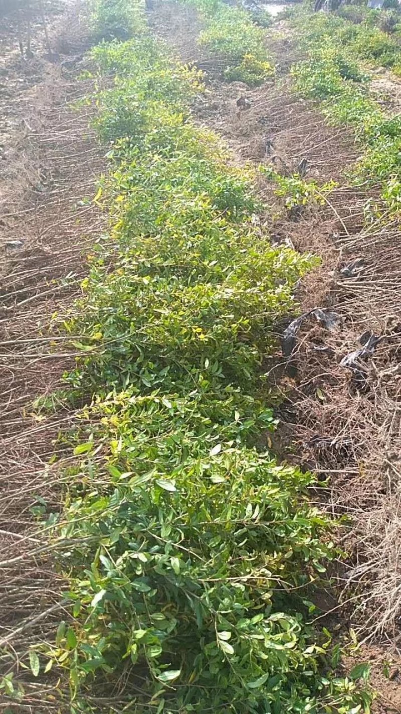 河阴软籽石榴树苗及成年大树