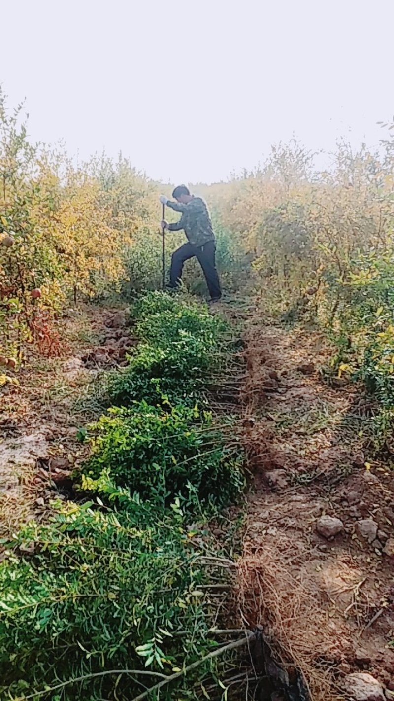 河阴软籽石榴树苗及成年大树