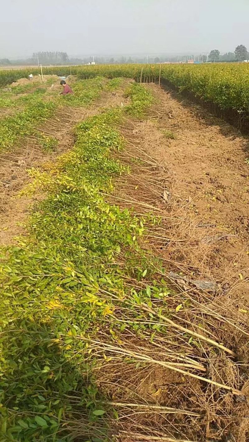河阴软籽石榴树苗及成年大树