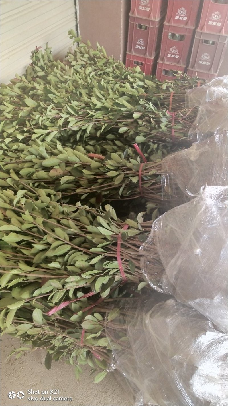 罗宾红红叶石楠树，红叶石楠蓠芭苗，红叶石楠杯苗
