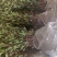 罗宾红红叶石楠树，红叶石楠蓠芭苗，红叶石楠杯苗