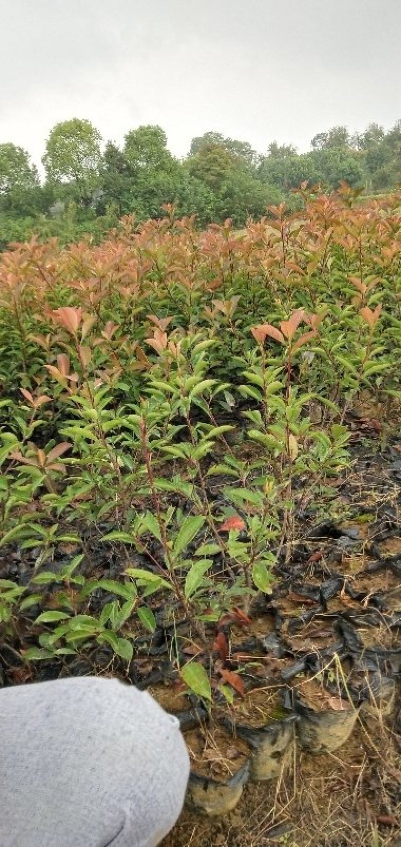 罗宾红红叶石楠树，红叶石楠蓠芭苗，红叶石楠杯苗