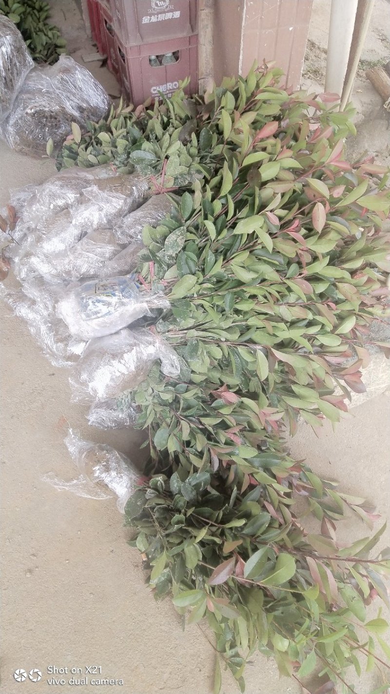罗宾红红叶石楠树，红叶石楠蓠芭苗，红叶石楠杯苗