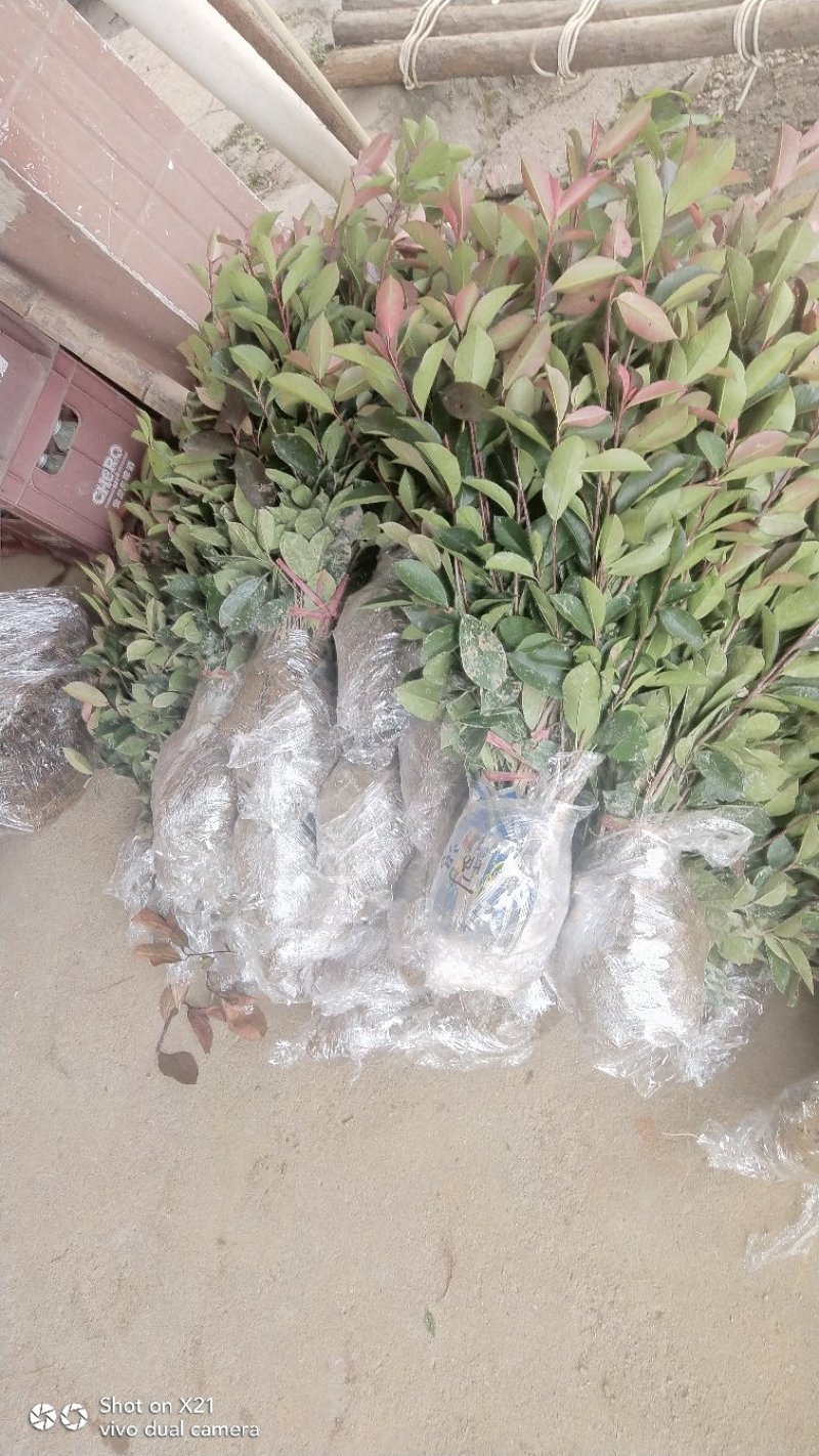 罗宾红红叶石楠树，红叶石楠蓠芭苗，红叶石楠杯苗