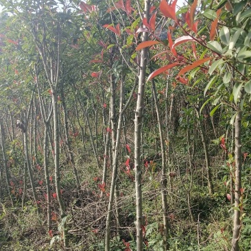 罗宾红红叶石楠树，红叶石楠蓠芭苗，红叶石楠杯苗