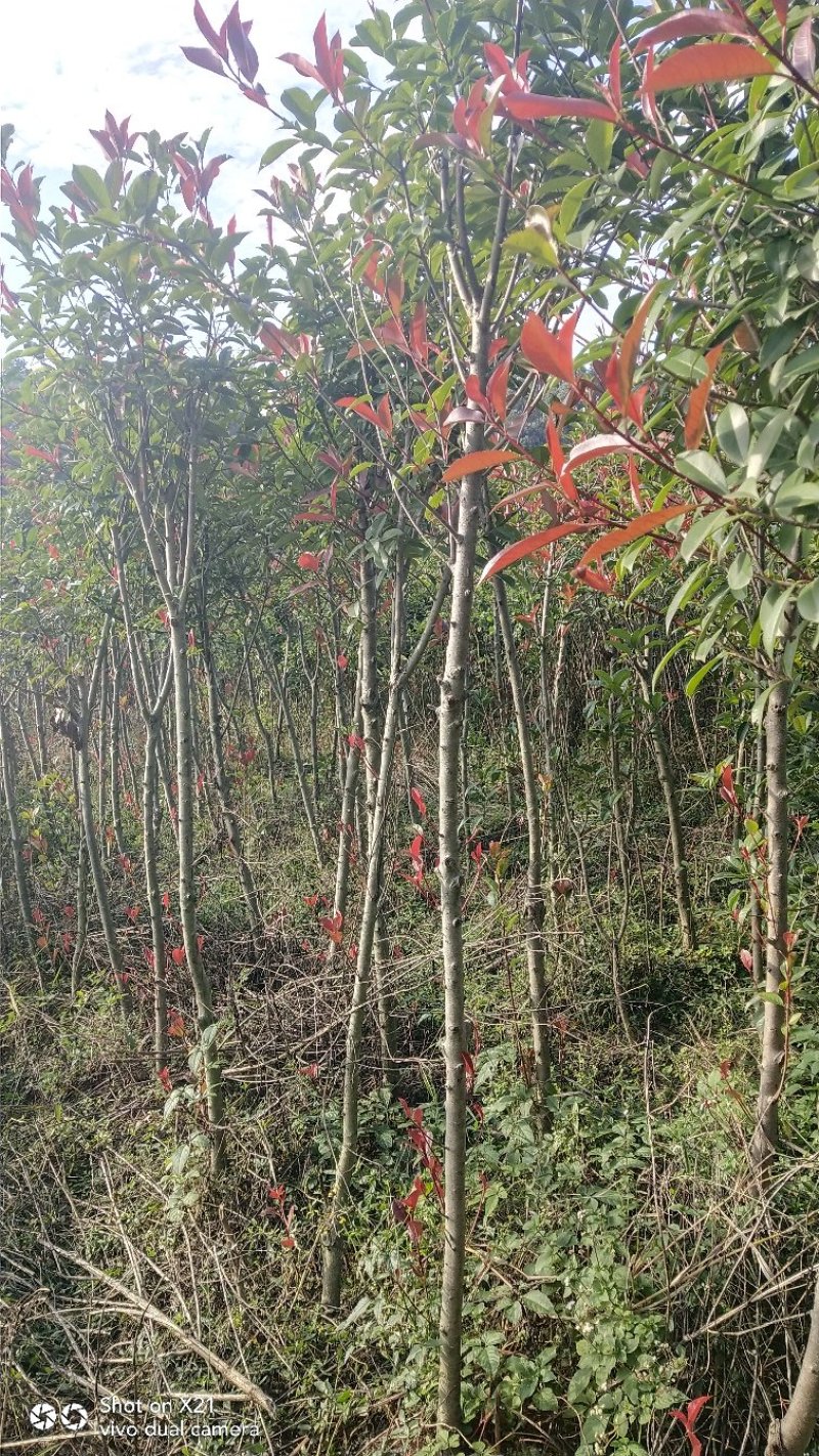 罗宾红红叶石楠树，红叶石楠蓠芭苗，红叶石楠杯苗