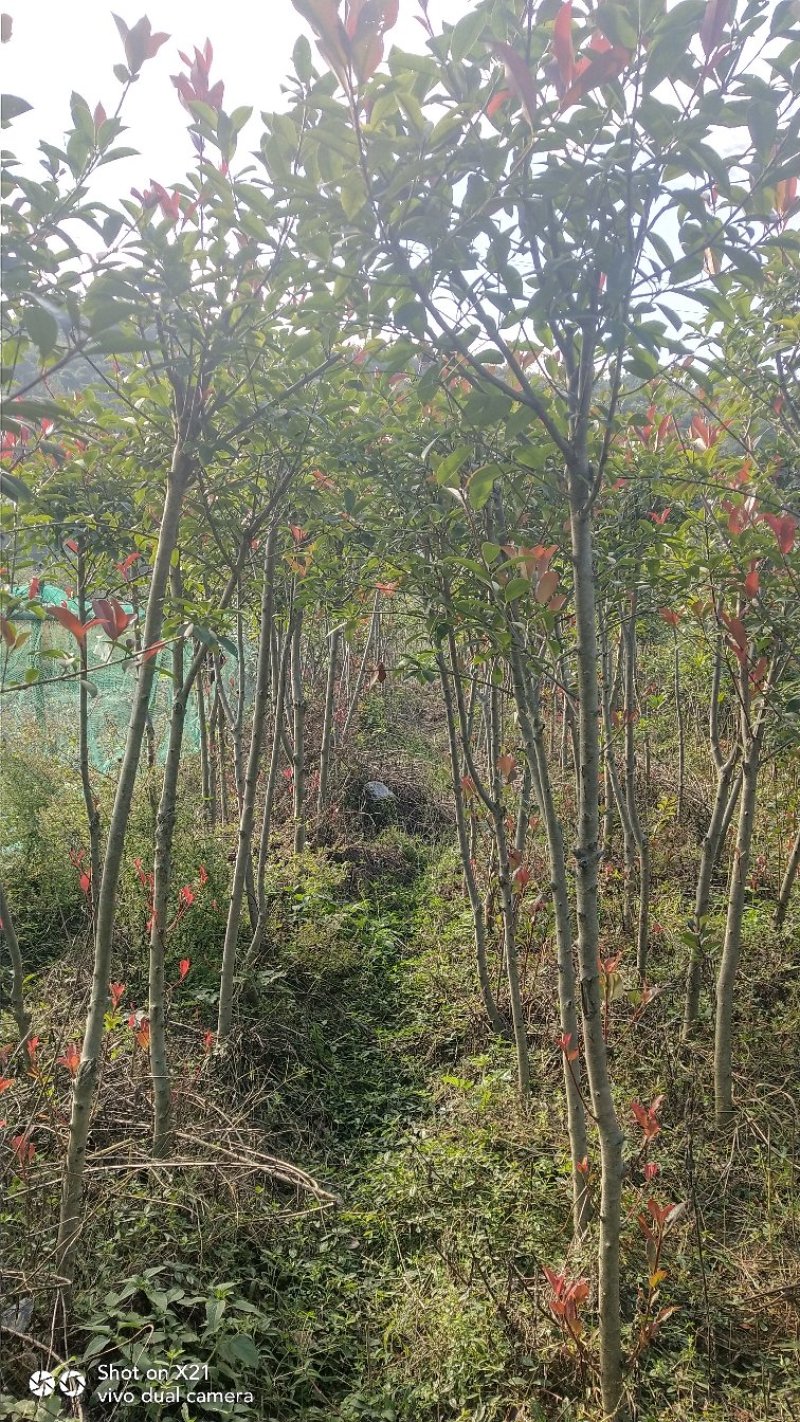 罗宾红红叶石楠树，红叶石楠蓠芭苗，红叶石楠杯苗