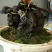 野生何首乌盆栽