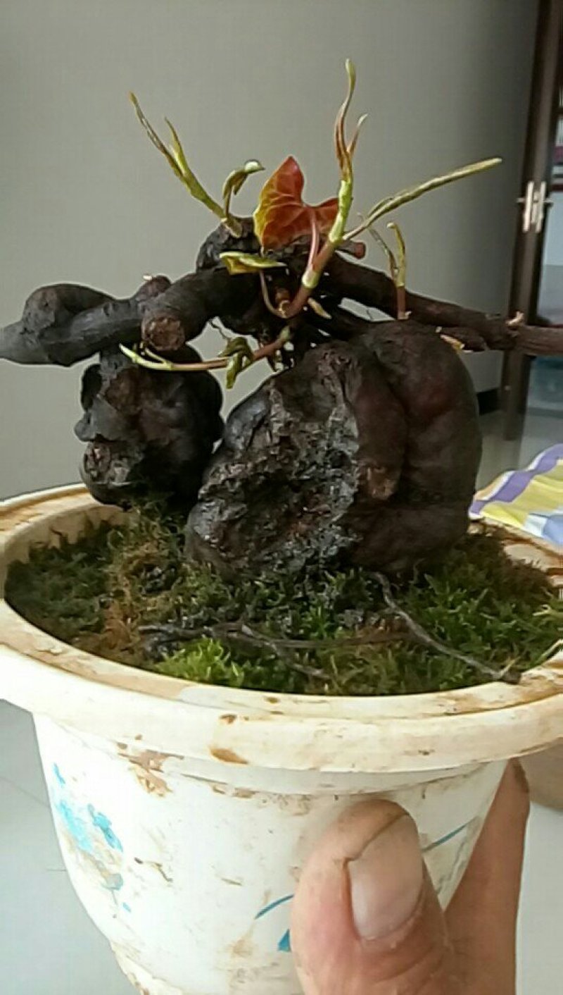 野生何首乌盆栽
