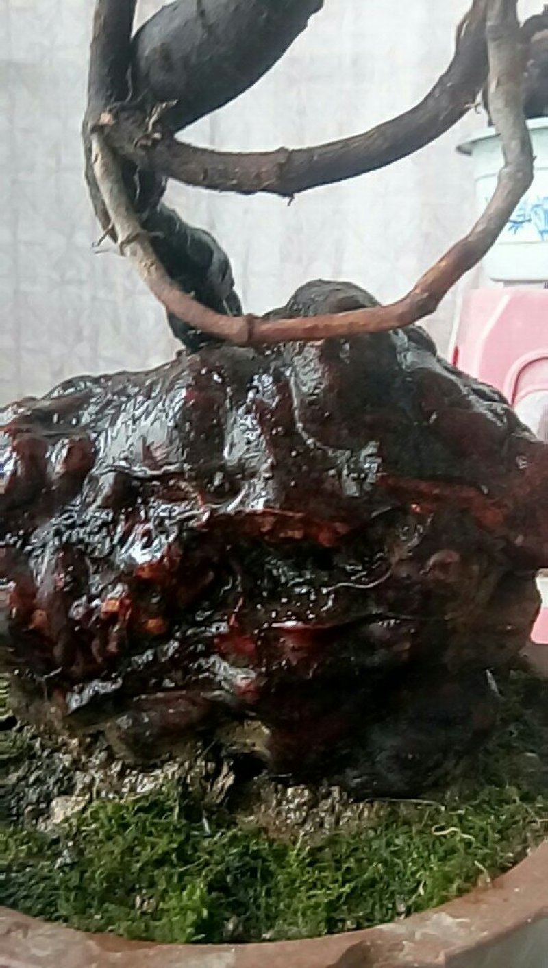 野生何首乌盆栽