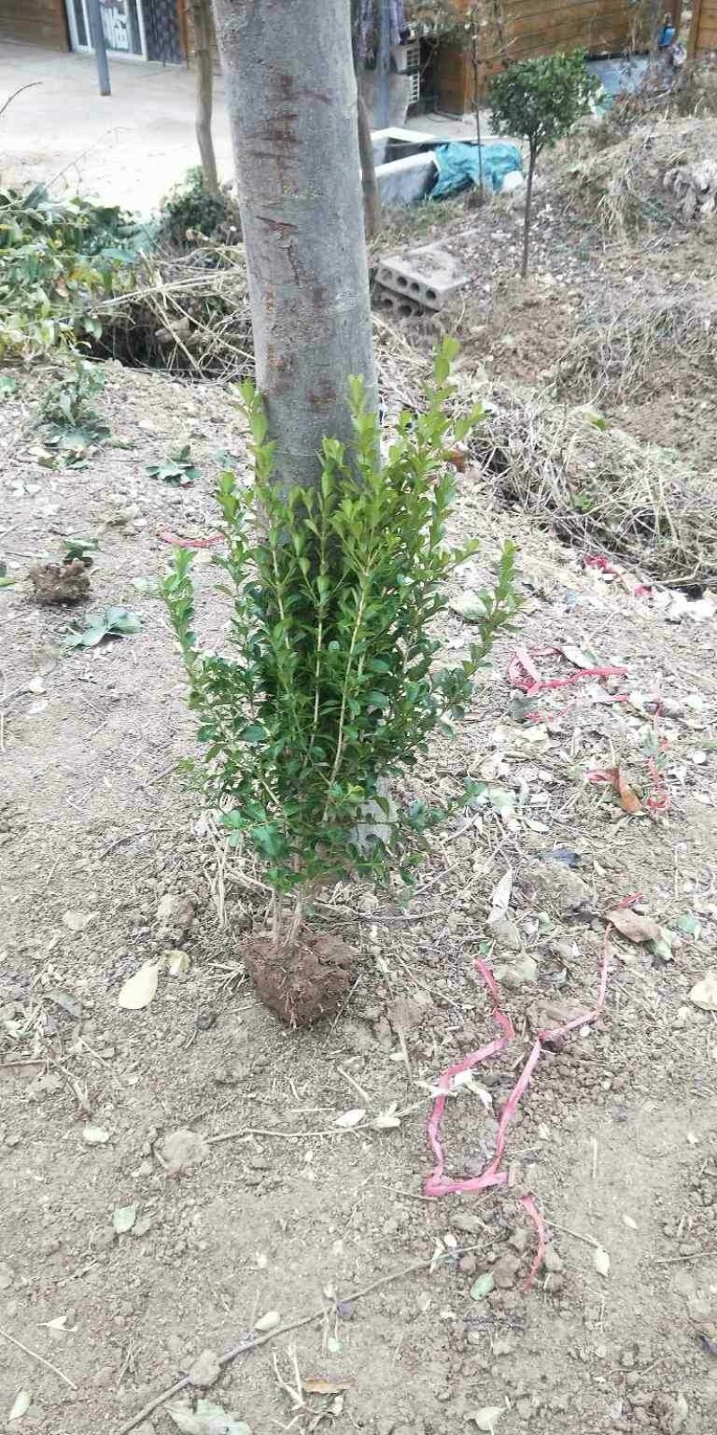 小叶黄杨上车中有需要的老板联系