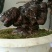 花卉野生何首乌盆栽