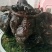 花卉野生何首乌盆栽