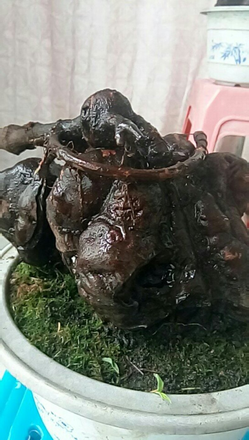 花卉野生何首乌盆栽