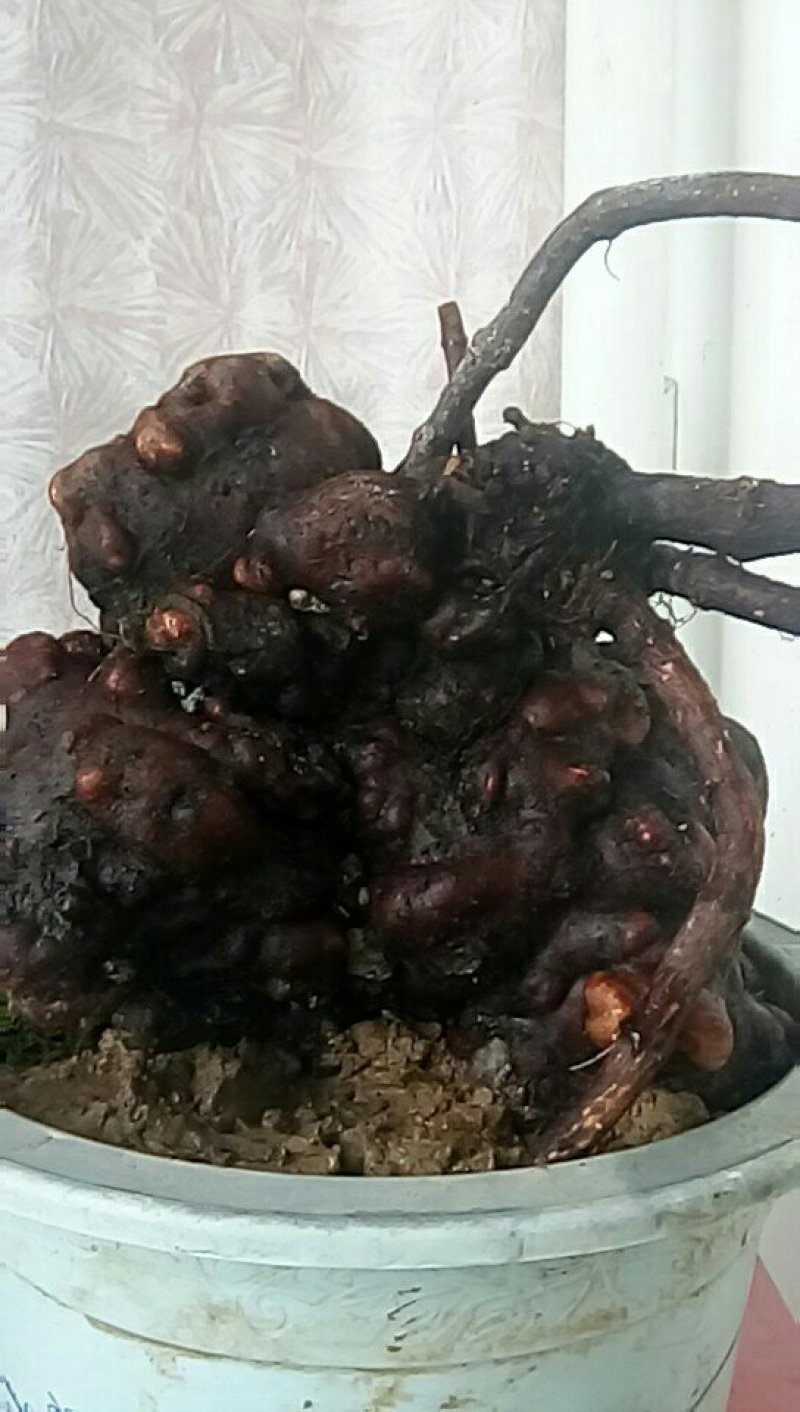 花卉野生何首乌盆栽