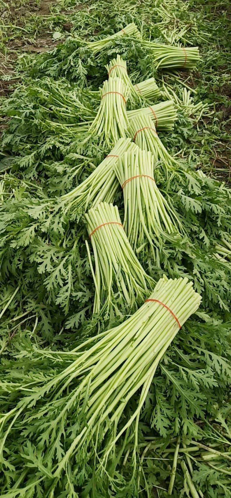 茼蒿