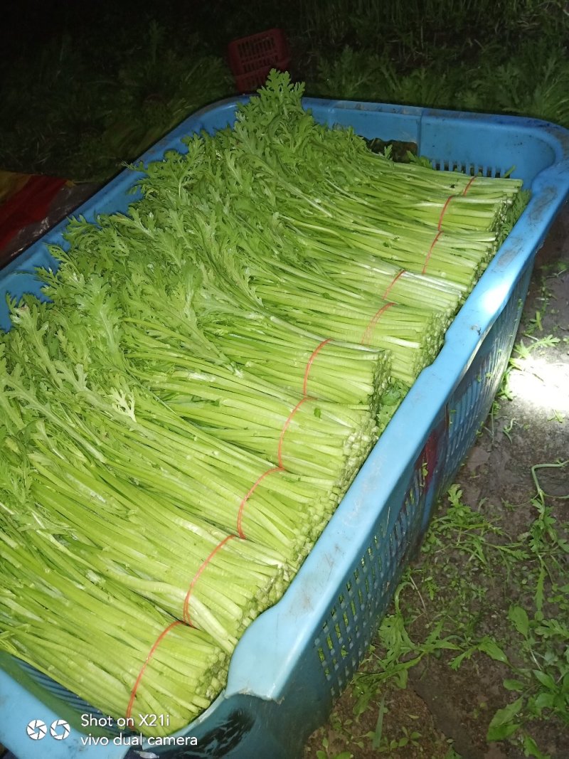 茼蒿