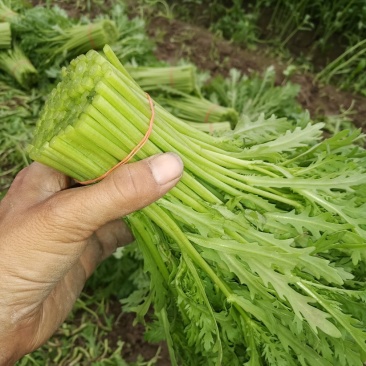 茼蒿