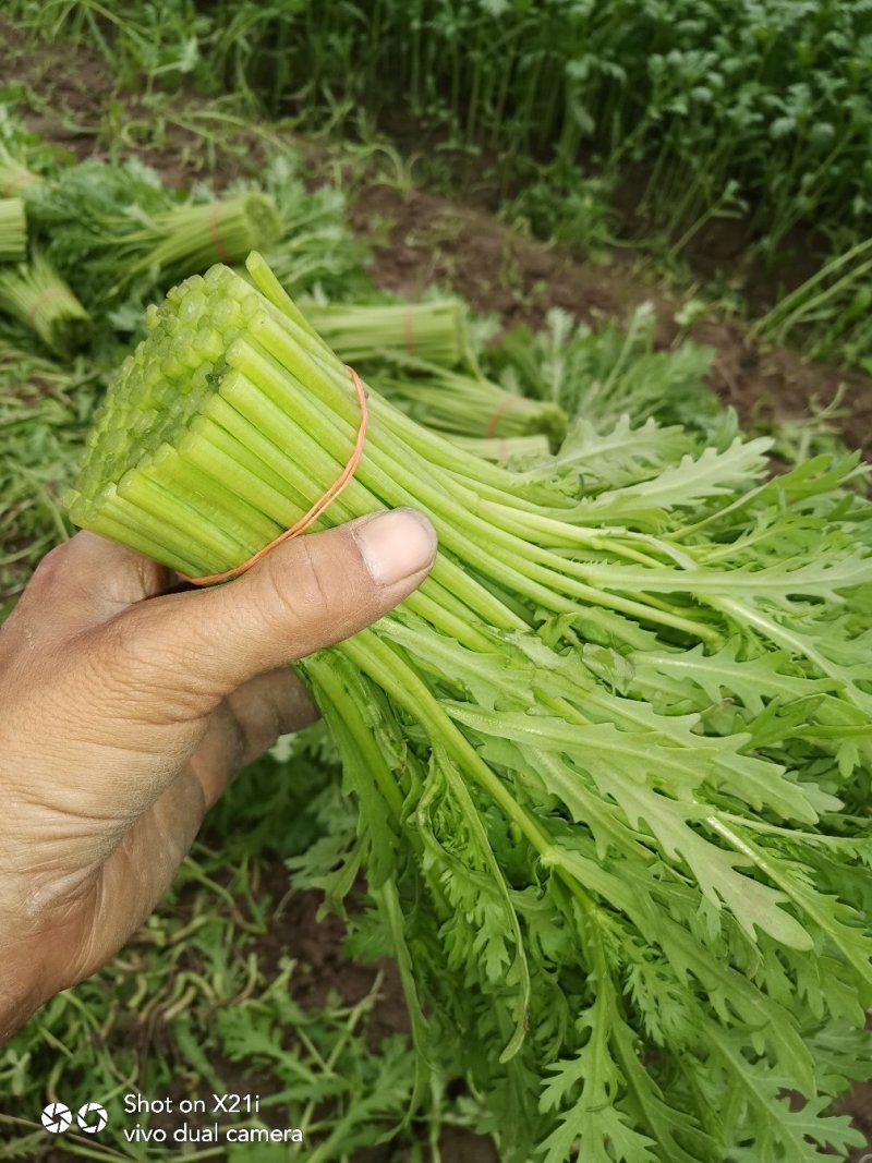 茼蒿