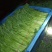 茼蒿