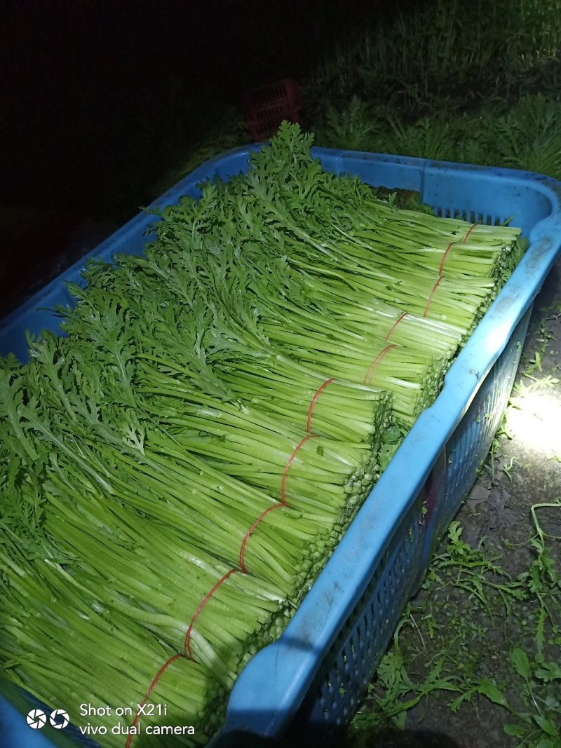 茼蒿
