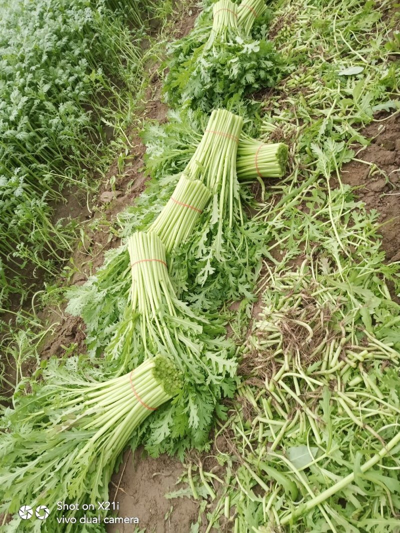 茼蒿