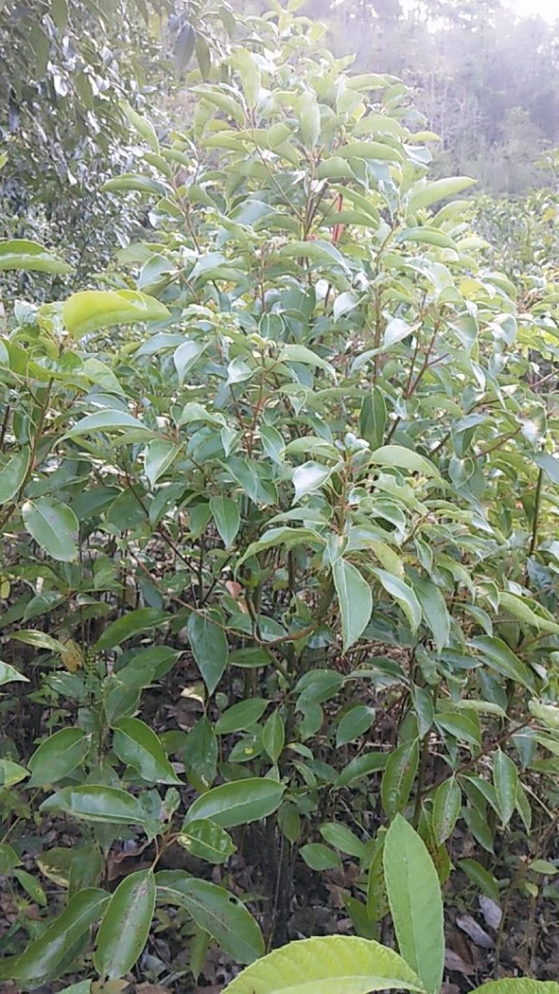 精品大叶香樟苗高度40一1.5米，大量出售